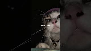  viral liriklagu lirik  catworld tiktok song syairlagu shorts fyp cat