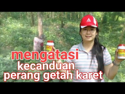 cara mudah!!!mengatasi pohon karet yg kecanduan perangsang getah