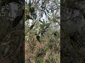Zeytin bahçesinde #shortvideo #köyhayatı #huzur