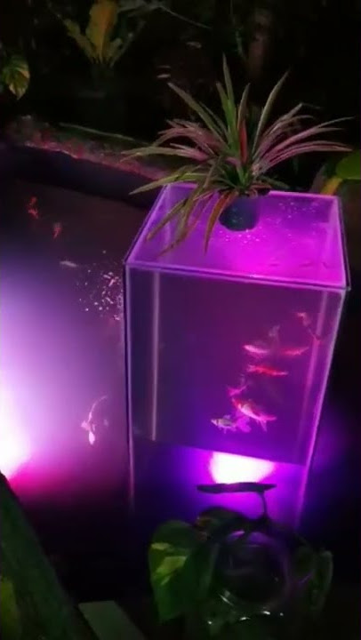 #Aquarium terbalik#aquarium unik#Kolam koi#Aquarium Dalam kolam#Aquirium tower