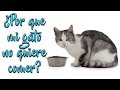 ¿Porque mi gato no quiere comer?