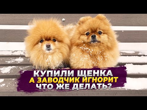 Купили щенка, заводчик не отвечает, что делать? Болталка поможет
