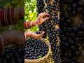 🍇 Thousands of Fruits on One Tree! 😱 #shorts #organic #farming