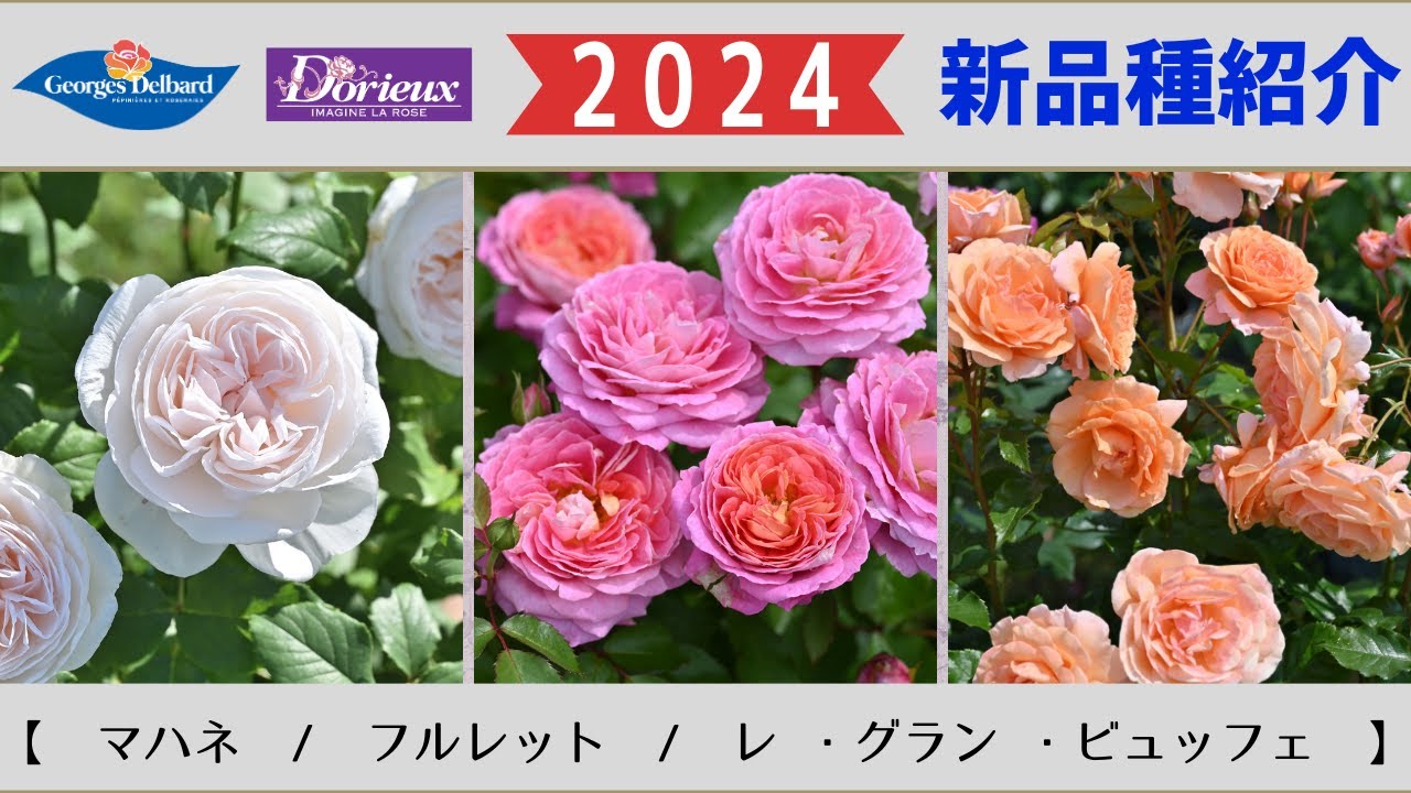 2024年デビューフレンチローズ品種紹介。デルバール社＆ドリュ社 - YouTube