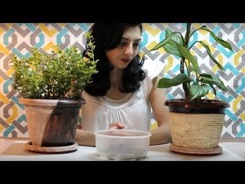 Video: Ալամանդա բույսերի խնամք - Ինչպես աճեցնել ոսկե շեփոր տնային բույսեր