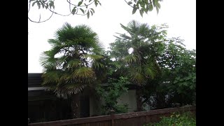 Two tall Palm trees on Salt Spring Island, Canada