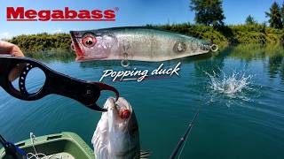 Εκρηκτικά Strike στον Αφρό: Λαβράκι με το Popping Duck της Megabass! 🎣🌊