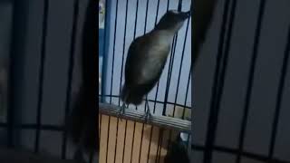 Masteran Burung jongkangan coklat gacor teler full isian Mewah #jongkangan #cingcoang #shorts