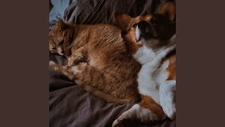 Pet Harmony with Peaceful Sounds