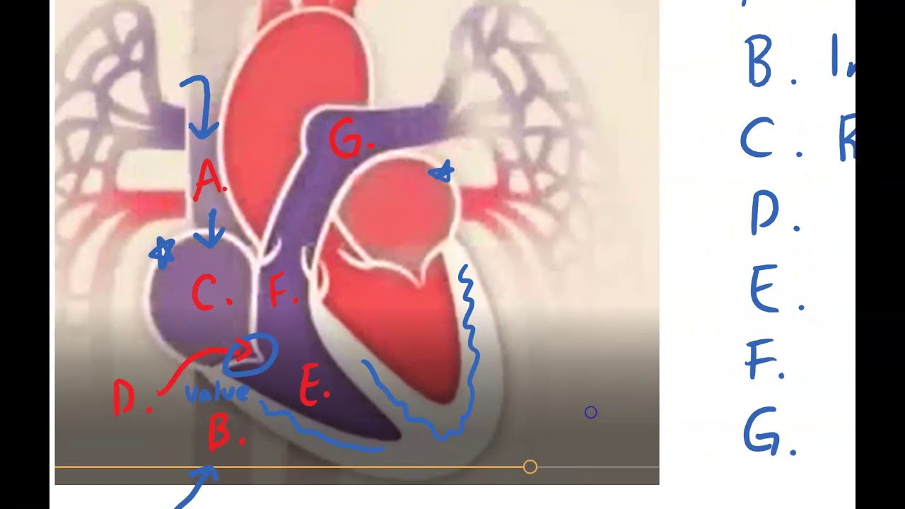 Human Body - Cardiovascular System (Pre IB Bio) - YouTube