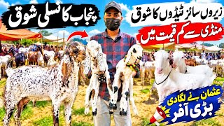 Usman goat farm visit latest update ❤️-10-Sep-2026😍 taddy makka chini ❤️ mandi se saste 😱,