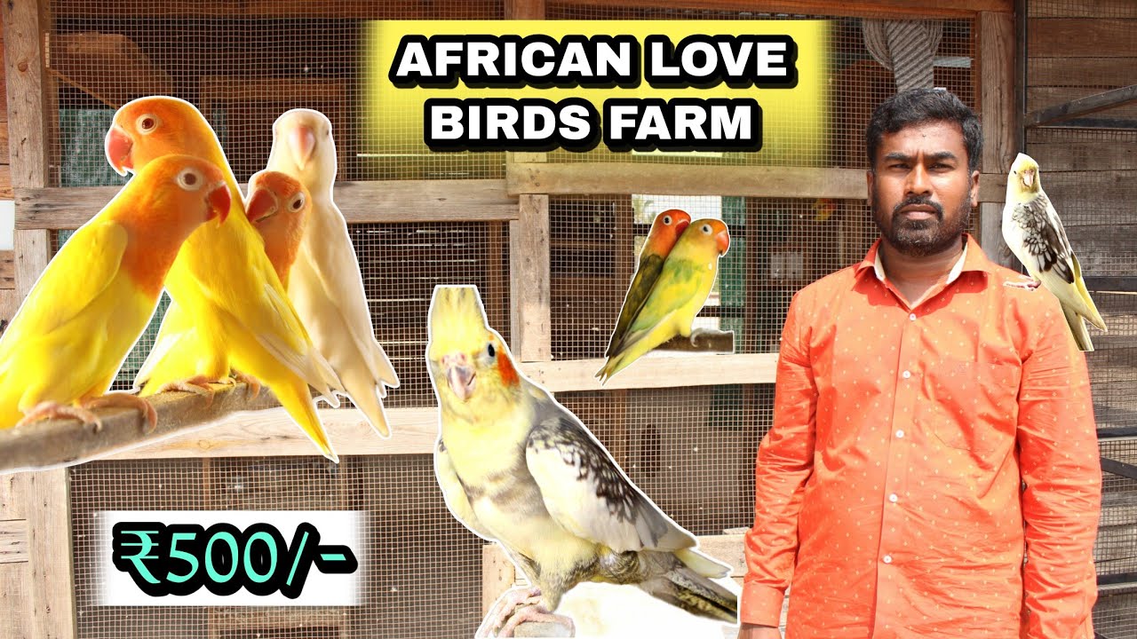 கோவையில் ஆப்பிரிக்கன் பறவைகள் பண்ணை!! African love birds farm in
