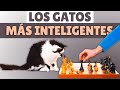 TOP 10 razas de gatos más INTELIGENTES ⚡