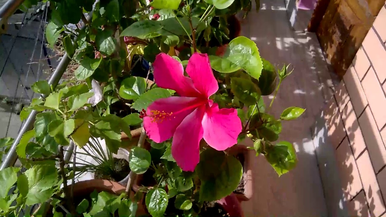 camera iphone 8 plus apk How to grow Hibiscus by cutting (Hindi)