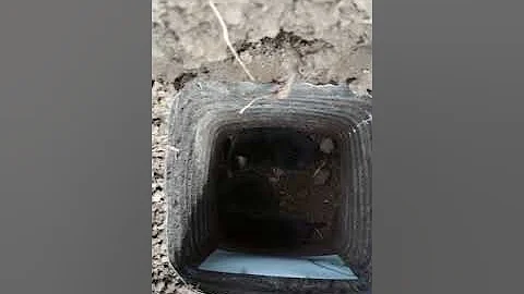 Поймал на ловушку три крота за ночь.