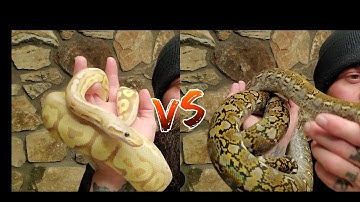 Ball Python vs Super Dwarf Reticulated Python