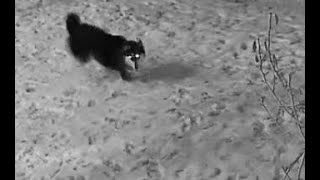 Huskies in the Snow by JustFluffinAround 62 views 3 months ago 33 seconds