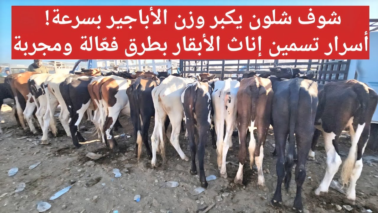 شوف شلون يكبر وزن الأباجير بسرعة! أسرار تسمين إناث الأبقار بطرق فعّالة ومجربة