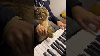 The Cat plays Childhood Memories, Souvenirs denfance - Richard Clayderman