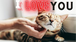 Unlocking the Secrets: 10 Ways to Give Your Cat Love