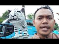 #vlog8 | Patung Macan yang lagi Viral dan sangat Ektrakurikuler | hawwimaww