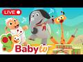 Live Enjoy BabyTV S Favourite Songs And Nursery Rhymes 