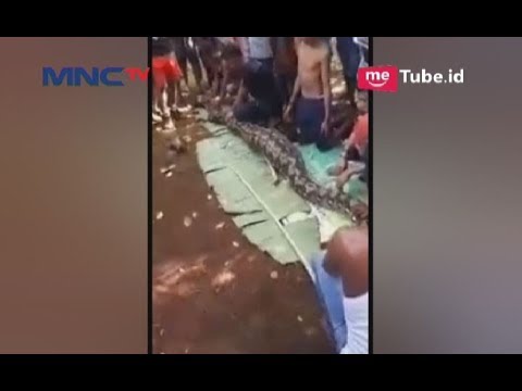 Video: Mengapa Seorang Wanita Melihat Reptil Daripada Manusia? - Pandangan Alternatif