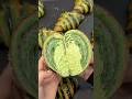 Matcha Croissant #japanesefood