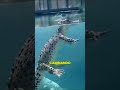 ¡Los animales XL se ven COMPLETAMENTE diferentes de cerca!
