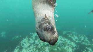Relax Fish Underwater World Подводный Мир Красота природы Видео для души