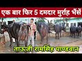 Tau Jee Ramsingh Pandwan : Super Duper Heavy Weight Murrah Buffaloes || दिल थाम कर देखें वीडियो