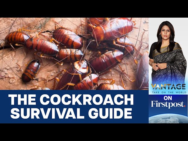 How to Conquer the World: Cockroach Survival Guide | Vantage with Palki Sharma class=