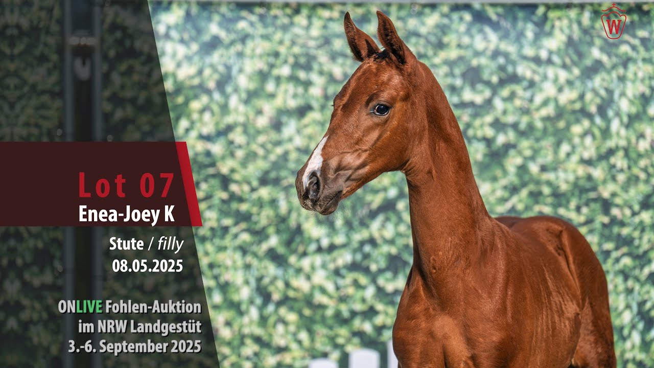 ONLIVE Fohlen-Auktion i. LG NRW Lot 07 Enea-Joey K Stute v. Escaneno - Franziskus