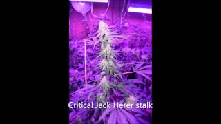 Kushington Farms Tuesday Night News! 10/15