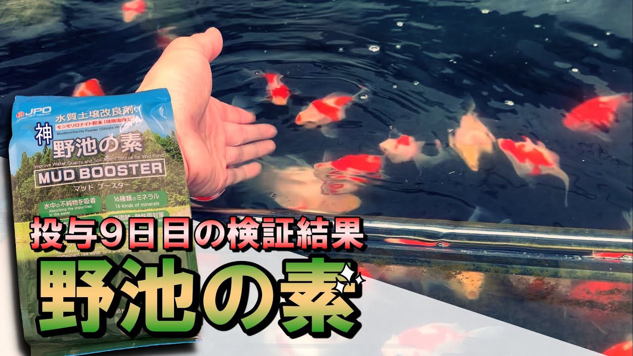 神商品】水が輝く #野池の素 を投入後、驚きの結果に… - YouTube