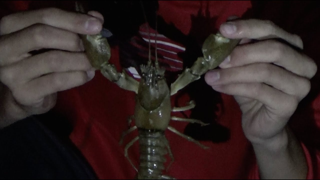 Catching huge crayfish crawfish in the northwest