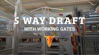 Cattle Handling Solutions - 5 Way Draft Module