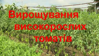 Вирощування високорослих томатів