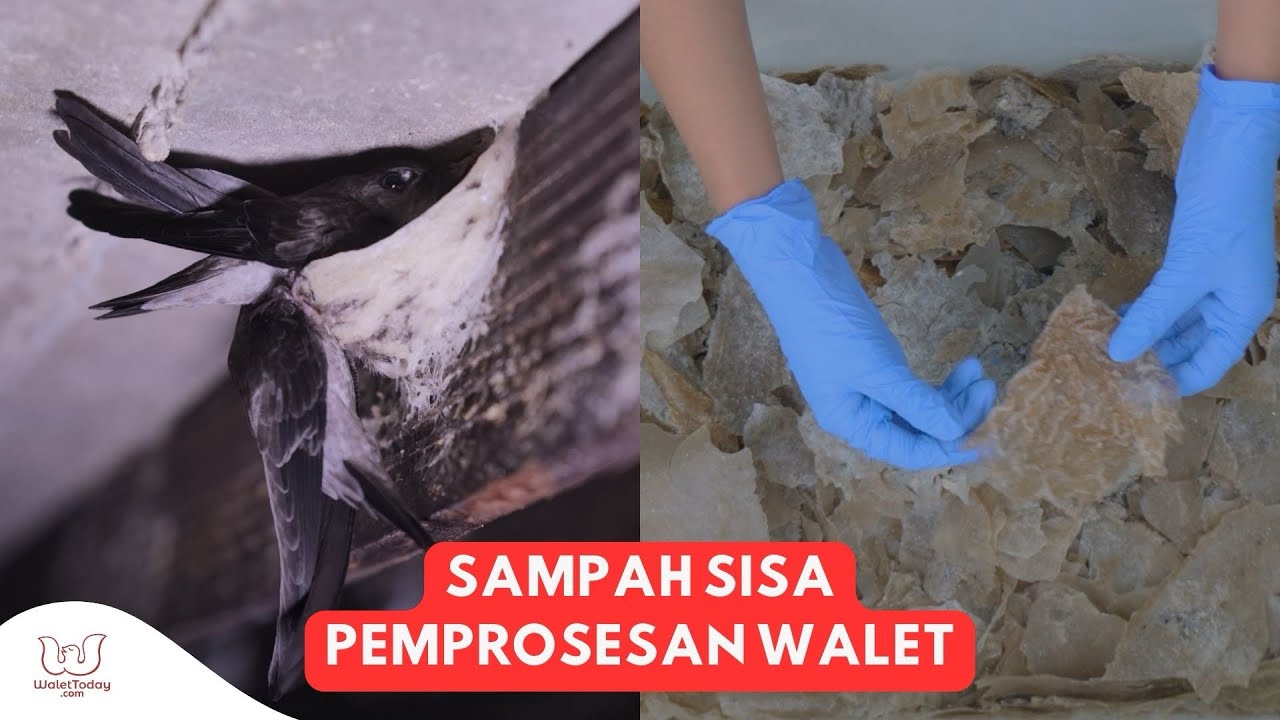 Bahan Sisa Pemrosesan Sarang Burung Walet