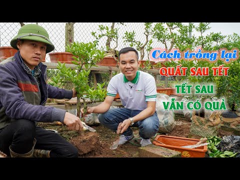 Video: Thông Tin Về Cây Quất - Cách Chăm Sóc Cây Quất