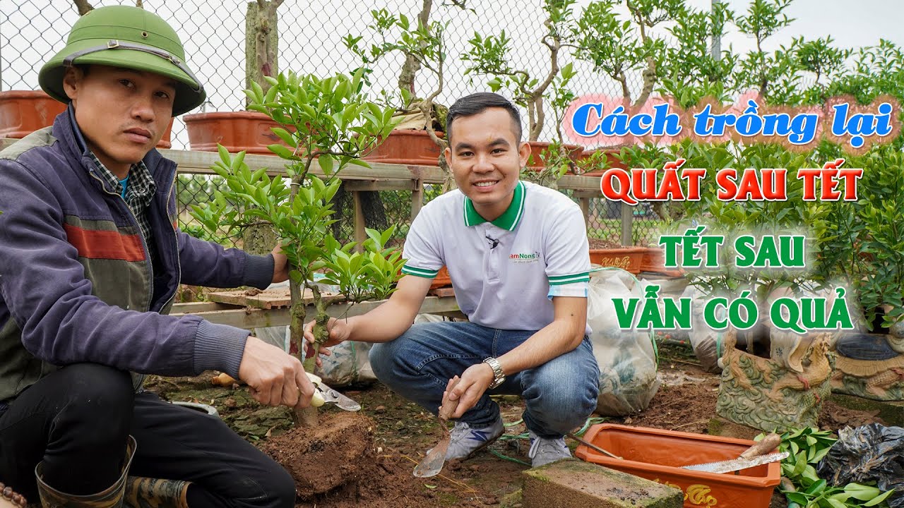 Cách trồng quất sau Tết năm sau quả sai lúc lỉu || Kỹ thuật trồng và chăm sóc quất sau Tết hiệu quả