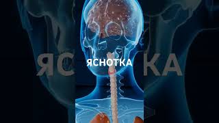 Лесная кухня/Зелёная аптека#рецепты #дача #сад #огород #зож #природа #леснаякухня #здоровоепитание