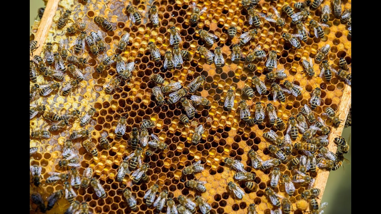 ДОБУВАННЯ ПЕРГИ. СЕКРЕТИ. ЦІНИ. НОВІ МОЖЛИВОСТІ ДЛЯ ПАСІЧНИКІВ