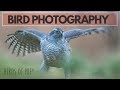 I had to go back | photographing birds of prey