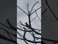 What kind of bird is this.