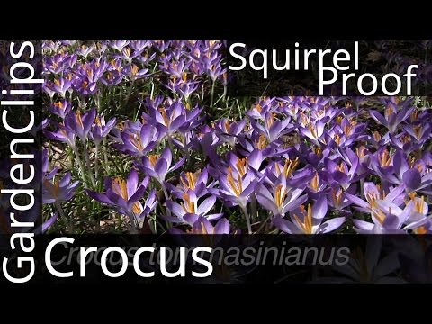 Crocus tommasiniana - A squirrel-proof crocus? - How to grow Crocus Thomasinianus