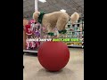 "This Dog can literally walk" 🐕🚶🏻♂️#shorts #pets #edit