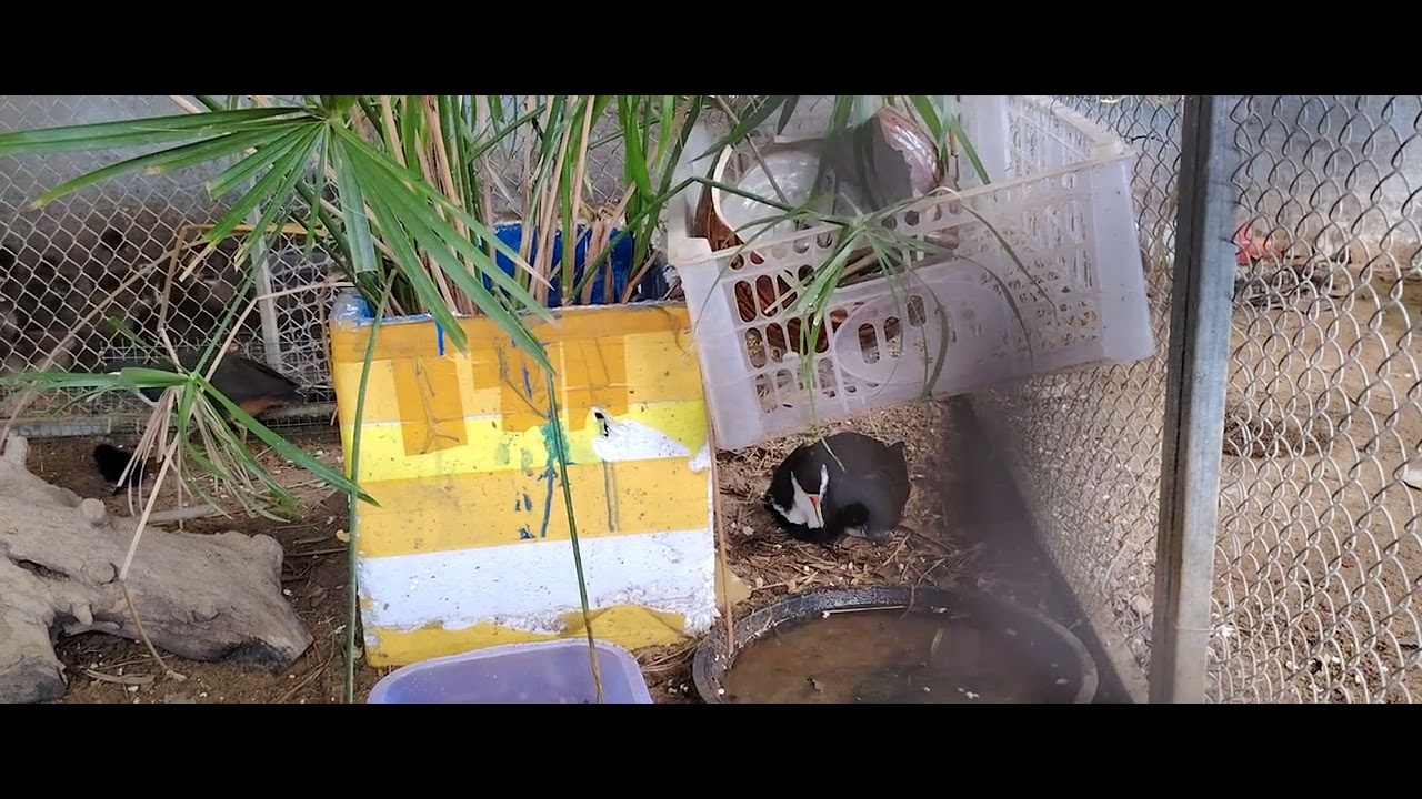 Đàn Quốc con xuống tổ #chimquoc 