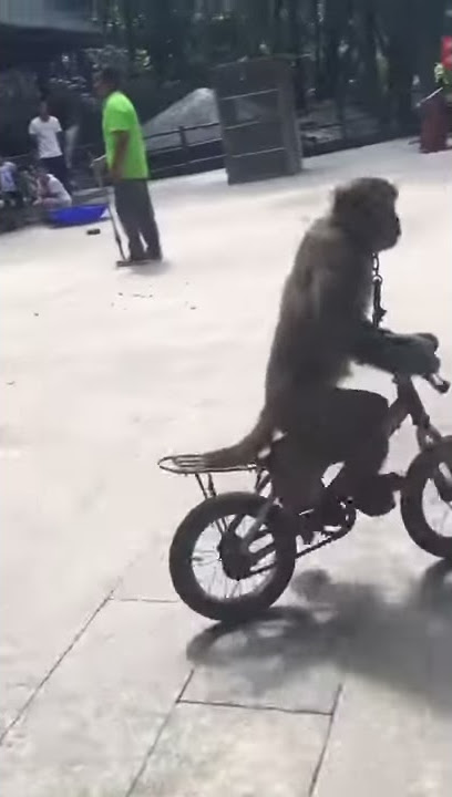 Lucu banget monyet tabrak pohon