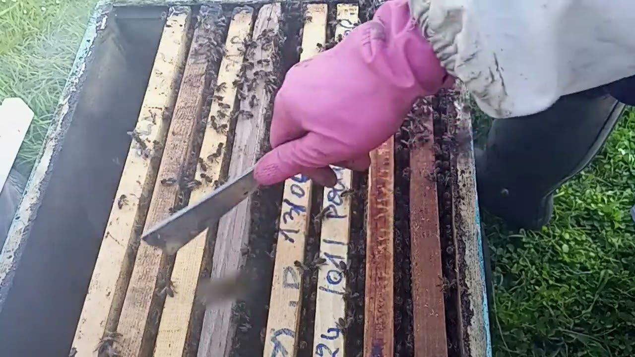 الذين شككوا في طريقة وضعي الإطار شمع أساس وسط الحضنة@@ شاهد النتيجة في 24 ساعة ماذا فعل النحل@@